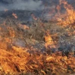 На Житомирщині за добу ліквідували шість пожеж сухостою: врятовано село у Коростенському районі